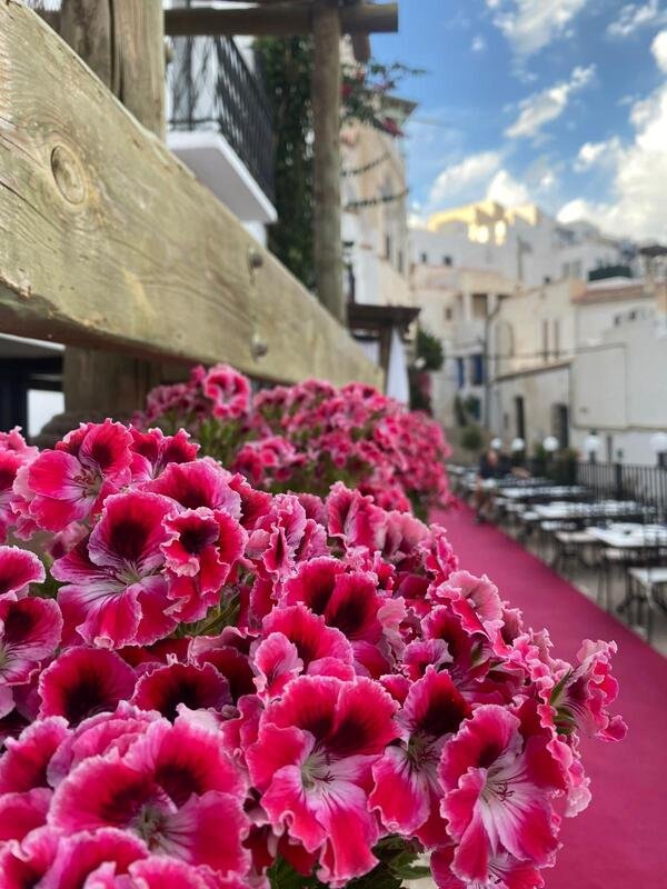 Flores de la terraza